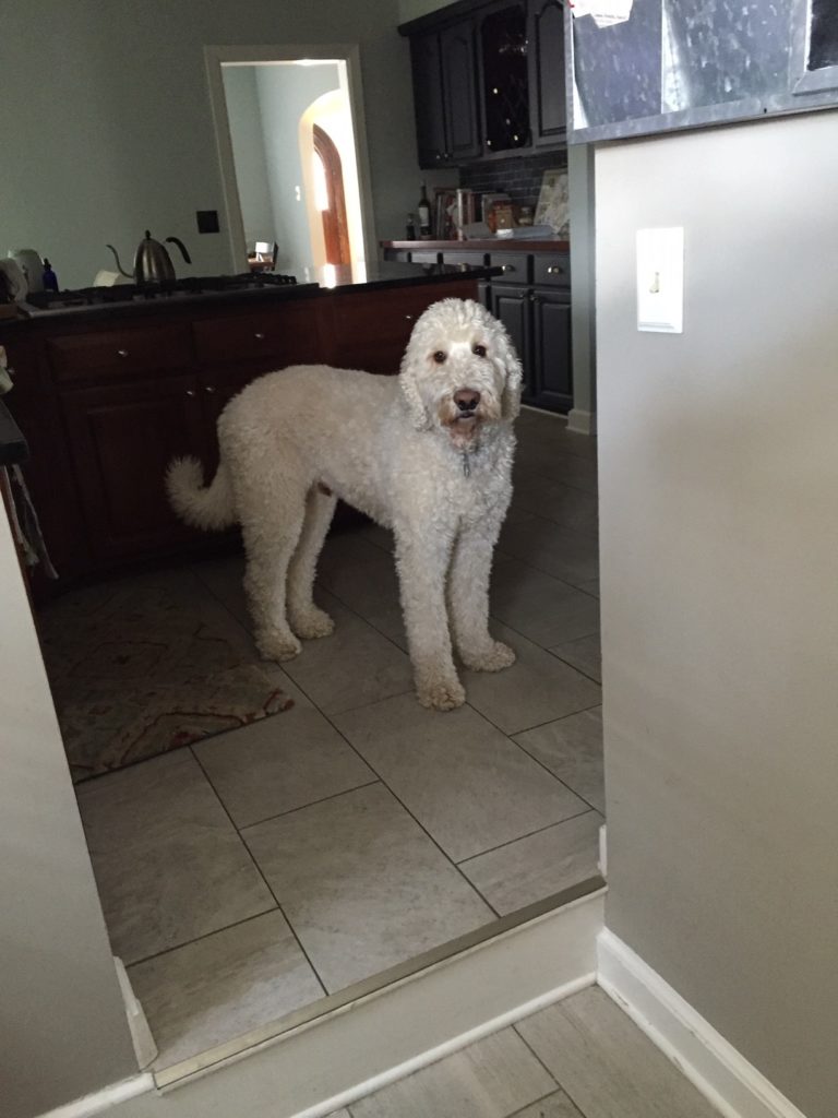 “Finn”