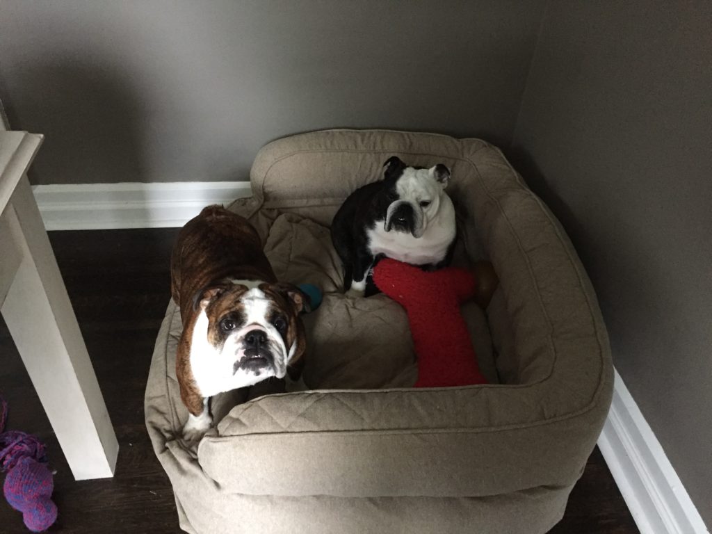 Button, Wilma & Lambchop