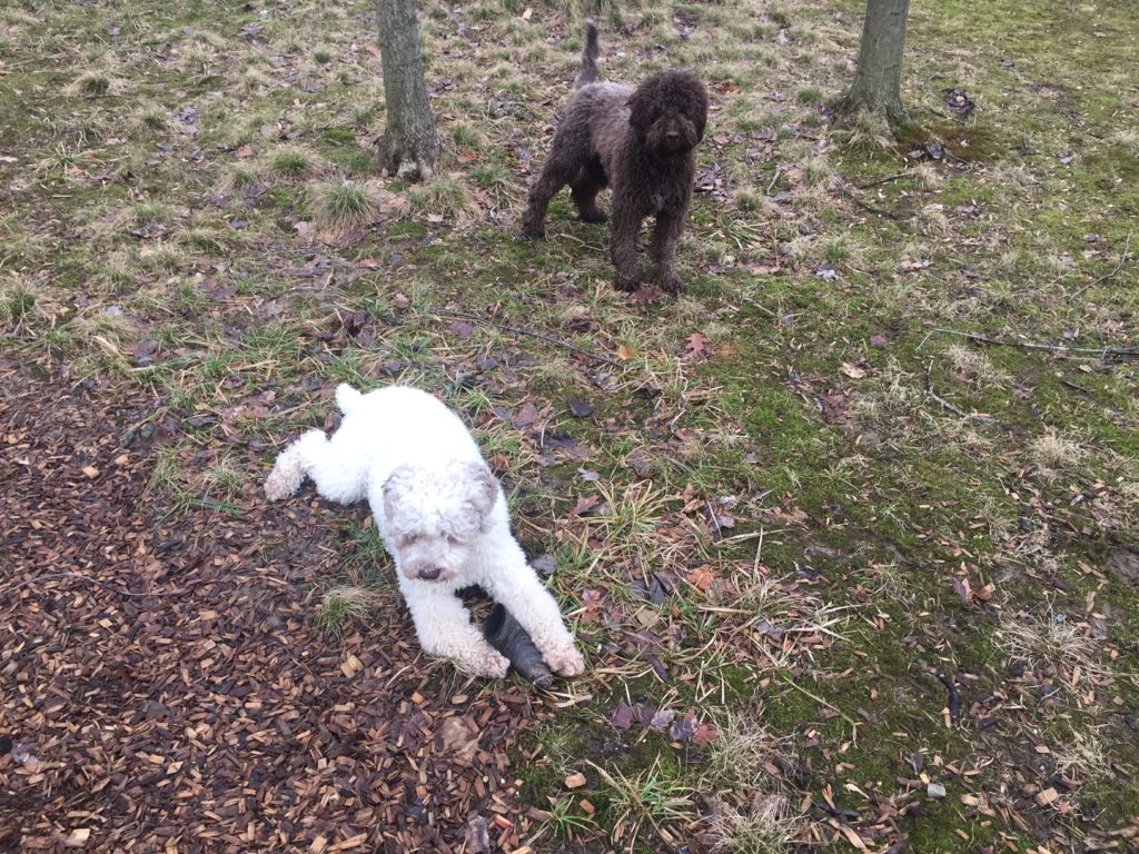 Rocco & Mario