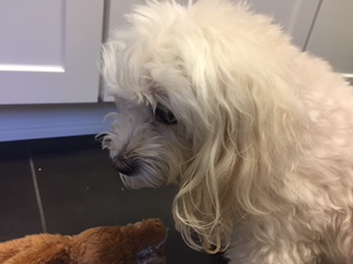 miniature poodle chihuahua